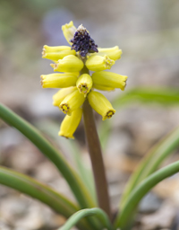muscari macrocarpum
