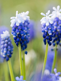 Muscari armeniacum 'helena'