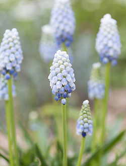 Muscari armeniacum 'peppermint'