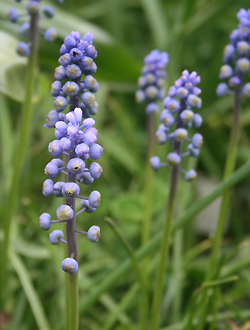 Muscari armeniacum 'saffir'