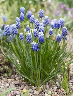 Muscari armeniacum 'touch of snow'