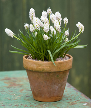 Muscari aucheri White Magic