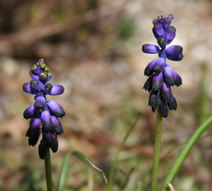 Muscari commutatum