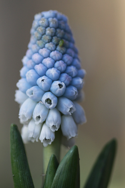 Pseudomuscari pallens Morganhimmel