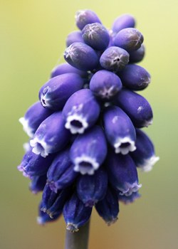 Muscari-Night-Eyes
