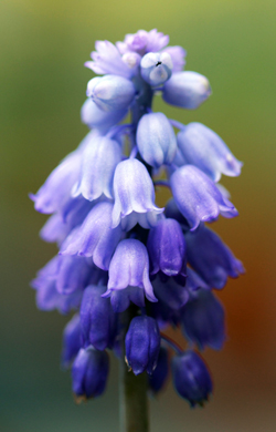 Pseudomuscari pseudomuscari