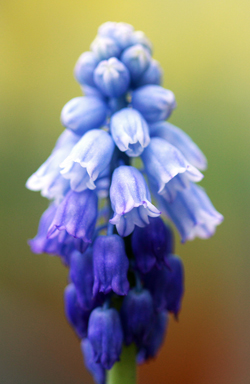 Pseudomuscari pseudomuscari