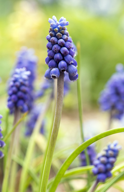 Muscari armeniacum 'Benton End'