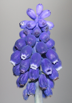 Muscari neglectum 'Bucharicum'